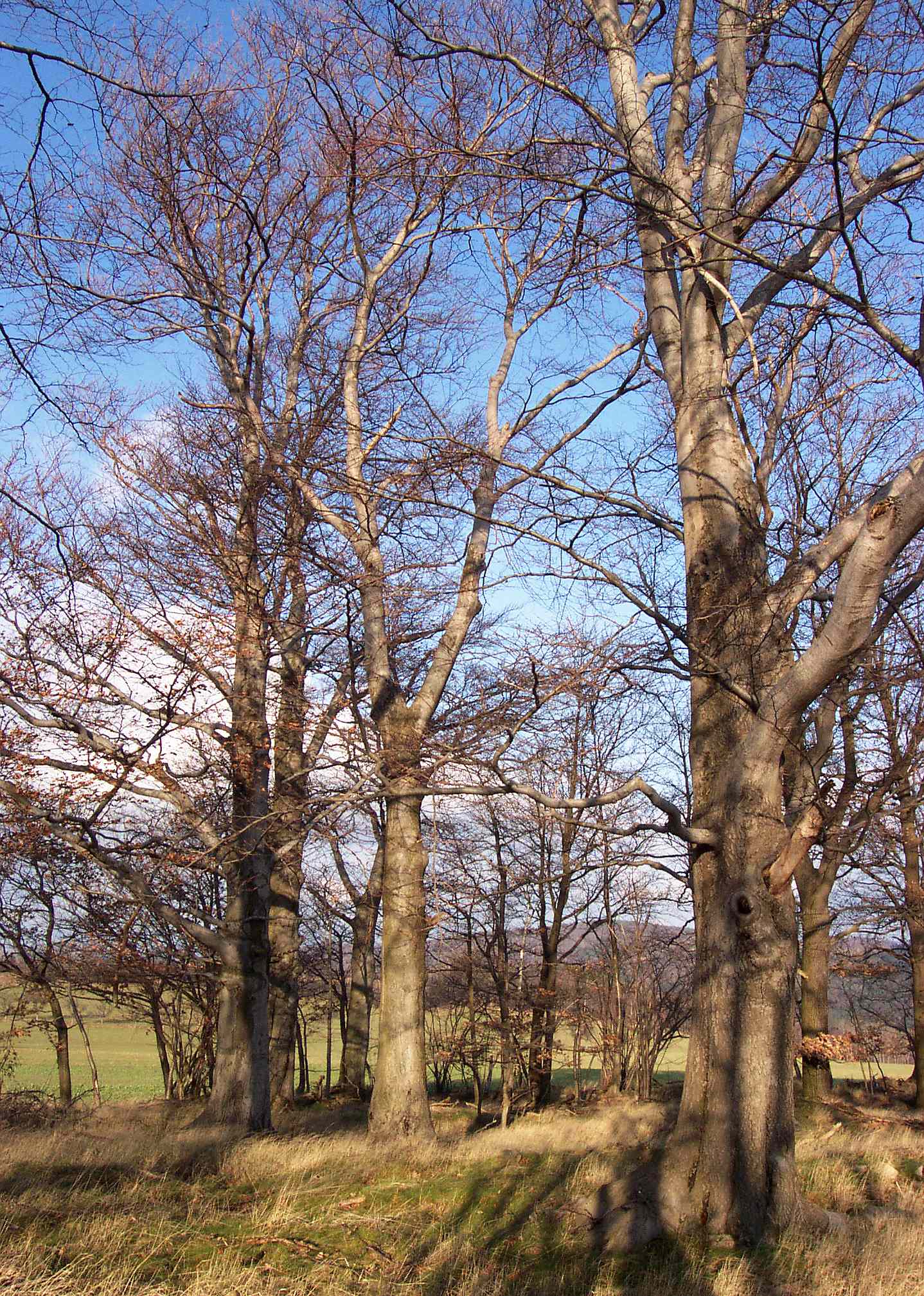 Zur�ck